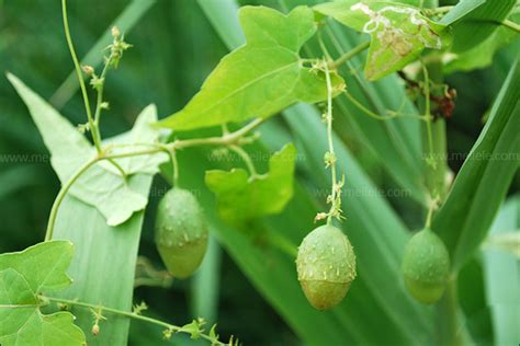 藤本莖植物有哪些|藤本植物